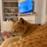 House sit pet parent - Enjoy time in the lowcountry with a cool senior cat!!