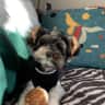 House sit pet parent - Fall in love with an adorable Yorkie in Studio City.