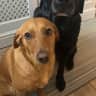 House sit pet parent - *FLEXIBLE STAY IN PRIVATE ANNEX* Country walks with two Lab dogs, near London