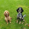 House sit pet parent - Top notch pet and house sitter required for 2 cocker spaniels.