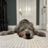 House sit pet parent - Friendly Irish Wolfhound seeks new friends