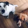 House sit pet parent - Stay in our comfy Edwardian home with beautiful garden & 2 friendly dogs