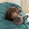 House sit pet parent - Large,comfy house, two lovely dogs, walk on our land no leads! Hot tub,views