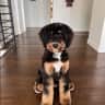House sit pet parent - 6 month old Bernedoodle Edmonds, WA