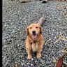 House sit pet parent - Housesit on beautiful San Juan Island with mellow golden retriever