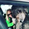 House sit pet parent - House sit with an Irish wolfhound and Scottish deerhound in the Wicklow hills