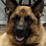 House sit pet parent - Enjoy the country with our lovable dogs.