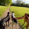 House sit pet parent - A pet sitter for two lovely greyhounds & a lab in a beautiful country cottage