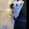 House sit pet parent - Beautiful Meon valley house sitting needed for 2 loving dogs