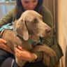House sit pet parent - Beautiful river front oasis with Atlas the Weimaraner