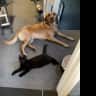 House sit pet parent - House Sitter Needed for Lazy Pup & Independent Cats in a Relaxing Scottish Home