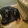 House sit pet parent - Twin Springador sisters seek house sitter for companionship and walks.