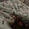 House sit pet parent - Cat sitter in a village location