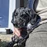 House sit pet parent - Friendly confident relaxed dog sitter who likes a very affectionate dog