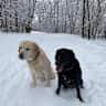 House sit pet parent - Labradors seek assistant(s)