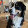 House sit pet parent - Family home in Montreal (Verdun) with playful Bernese