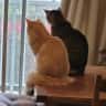 House sit pet parent - Loving Cat Sitter sought