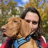 House sit pet parent - Very friendly Vizsla with flat in Geneva center