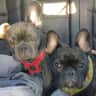House sit pet parent - Family looking for Frenchie & house sitter