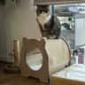 House sit pet parent - Look after our inside cat Pikelet, and lovely home