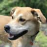 House sit pet parent - Country Living with a Sweet Yellow Lab Mix near Northampton/Amherst, MA!