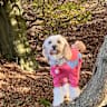 House sit pet parent - Champagne CavaPoo in Edinburgh