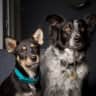 House sit pet parent - Three Sweet Dogs Looking for Their Dog-Loving Babysitter