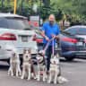 House sit pet parent - Looking for dog lovers to take care of my 4 Siberian Huskies.