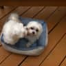 House sit pet parent - 2 Little tcups doggies looking for a loving housitter couple to take care of us