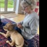 House sit pet parent - Pet sitter needed in Stratford-on-Avon