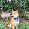 House sit pet parent - Chill Shiba Inu Sitting in Boston Near North End & Waterfront