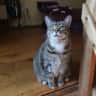 House sit pet parent - Needed Pet and House Sitter