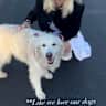 House sit pet parent - Two Goldens Fur Children