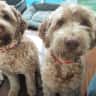 House sit pet parent - 2 labradoodles close to the city and beach!