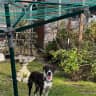 House sit pet parent - Sweet and gentle rescue who loves walks and sleeps - if not children!