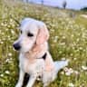 House sit pet parent - Sunny the Golden Retriever and a Countryside Townhouse Retreat