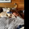 House sit pet parent - Looking for a dog loving house sitter near Fernie B.C.