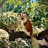 House sit pet parent - Cat sitting in a rural house required