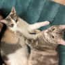 House sit pet parent - Two beautiful cats are waiting for you!