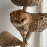 House sit pet parent - Catsitter for the 2 sweet Scottish Folds/BSH