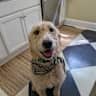House sit pet parent - “Gorgeous home. Even more amazing dog.”