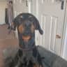 House sit pet parent - Doberman Male needing couple sitters whilst Dad is away.