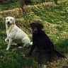 House sit pet parent - Pet sitter required in Edinburgh for 2 Labradors and. 2 cats and a few goldfish