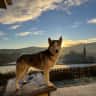 House sit pet parent - Sitter for dog and cats in Wicklow, Ireland