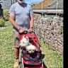 House sit pet parent - I have a 2 bed semi-detached bungalow.  There is a lovely park 100yds away.