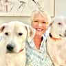 House sit pet parent - Sweet rambunctious dogs need love and care in Knoxville by responsible humans.