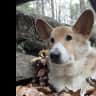 House sit pet parent - Fun Corgi looking for snuggle buddy while owner is away