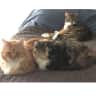 House sit pet parent - Buddy Guy and The Feline Trio in Newport, Rhode Island