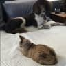 House sit pet parent - A quiet neighbourhood located close to bike trails and walking paths.