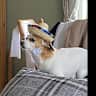 House sit pet parent - Full house on the scenic ring of Kerry